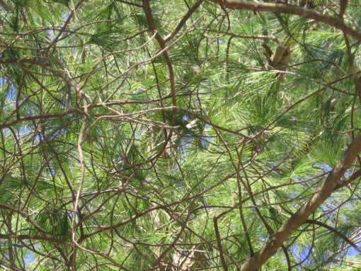 Pine tree canopy thru the woodpeckers' eyes
