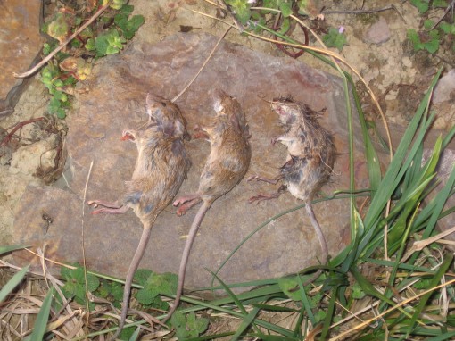 The mouse on the far right died 5 days earlier than the other 2